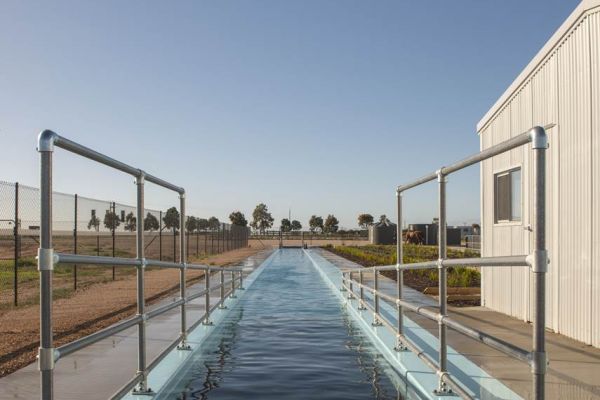 Equine Pool Murray Bridge